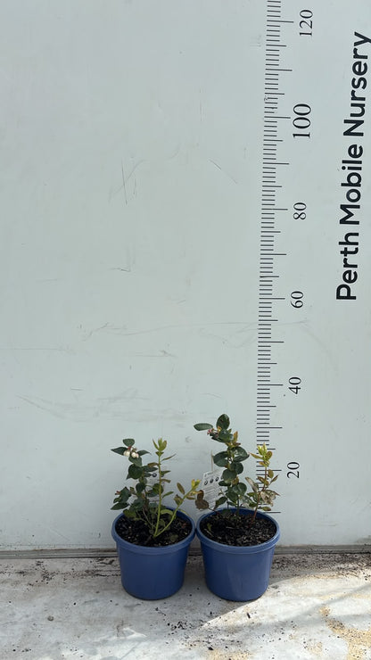 Blueberry Blueberries Bush