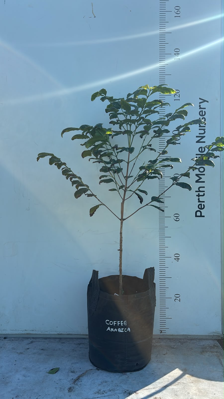Coffee Tree Arabica Catuai Rojo