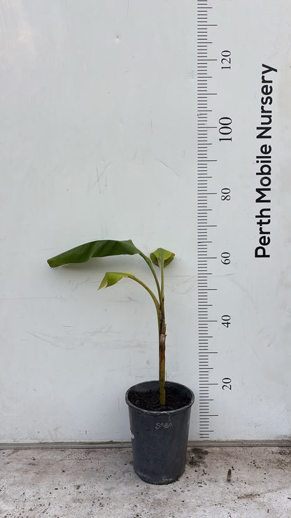 Banana Tree Saba Bluggoe Mini Plantain