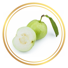 White Guava Fruit Tree