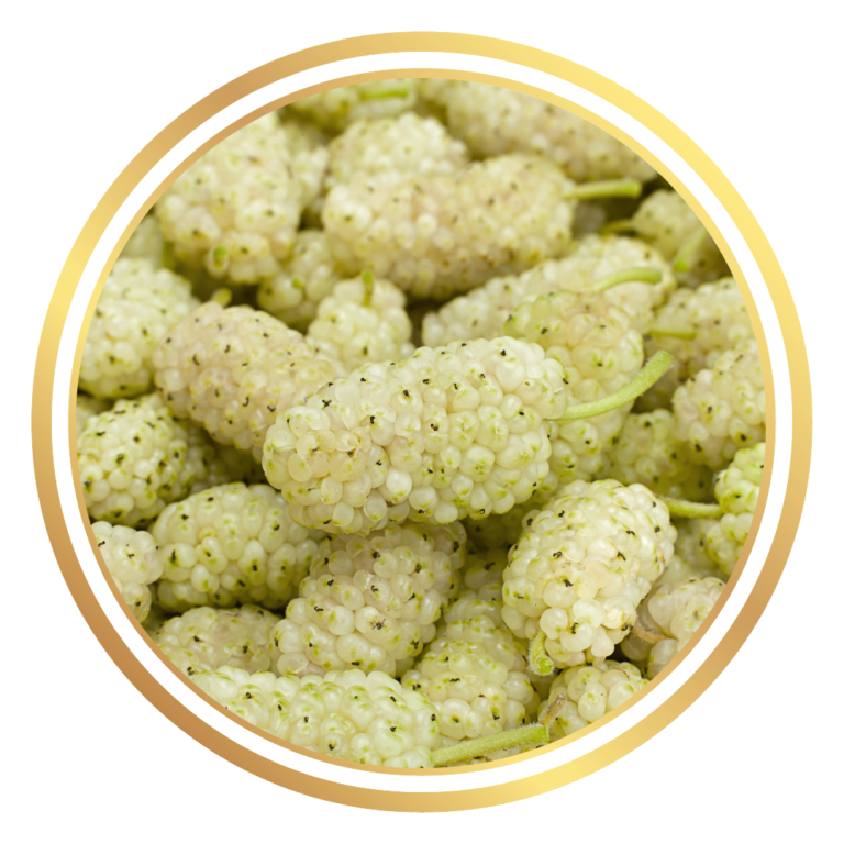 White Mulberry Fruit Tree