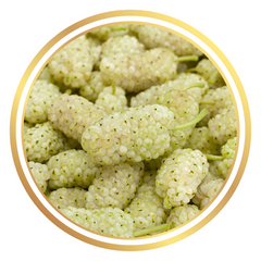 White Mulberry Fruit Tree