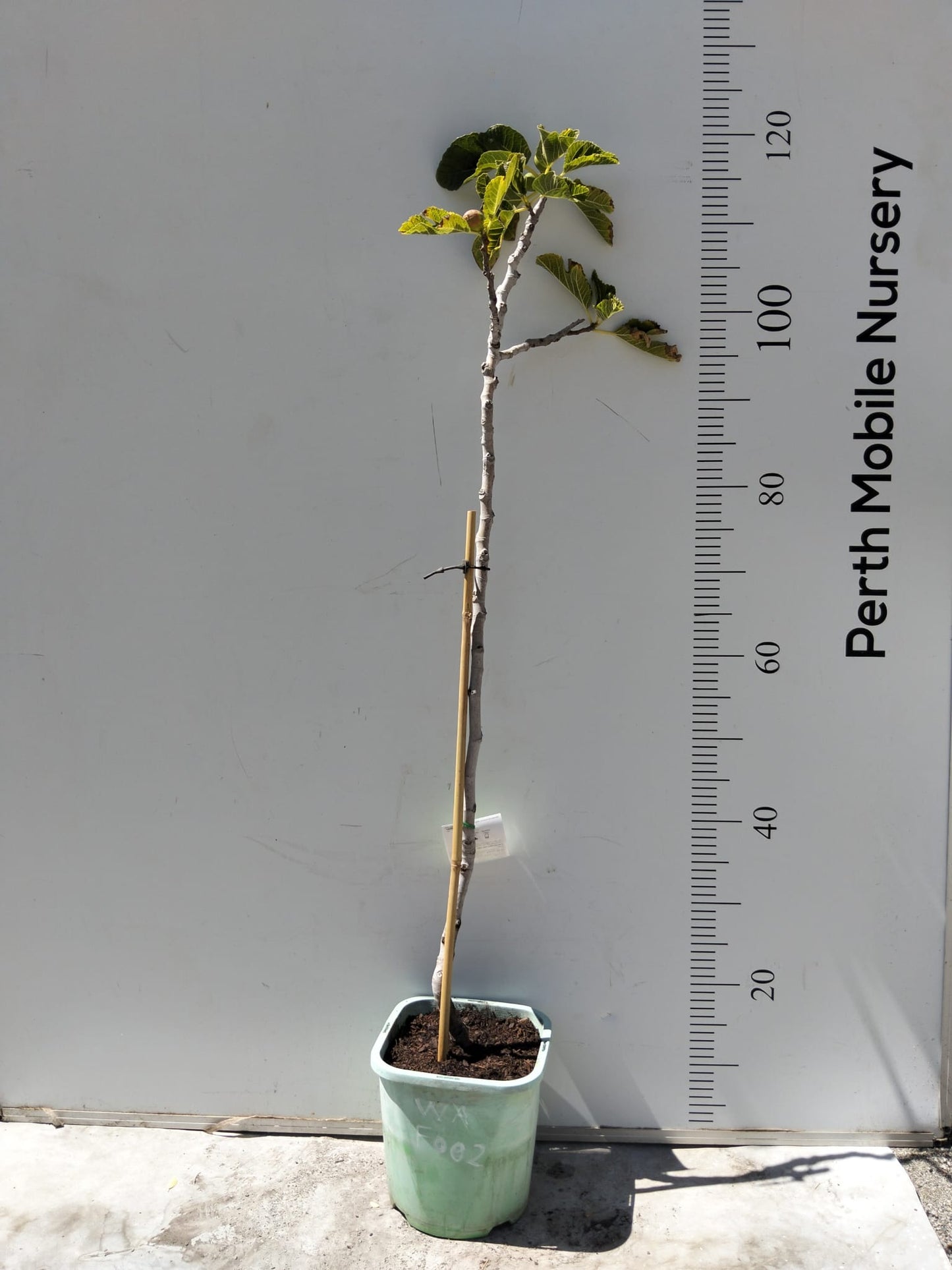 Fig Tree White Adriatic