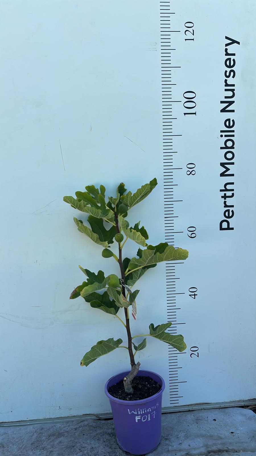 Fig Tree Mrs Williams