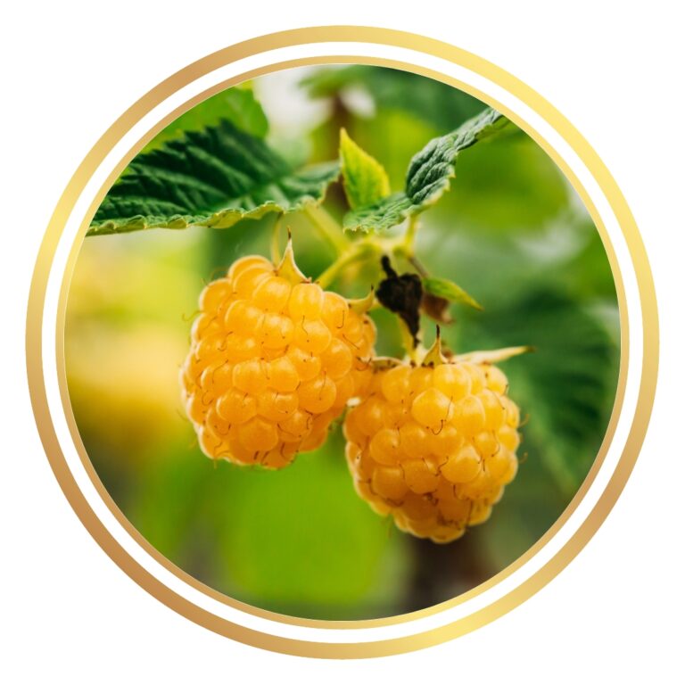 Raspberry Bush