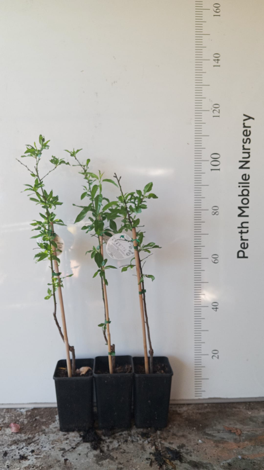 Dwarf Almond Tree Perth