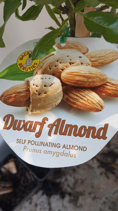 Dwarf Almond Tree Perth