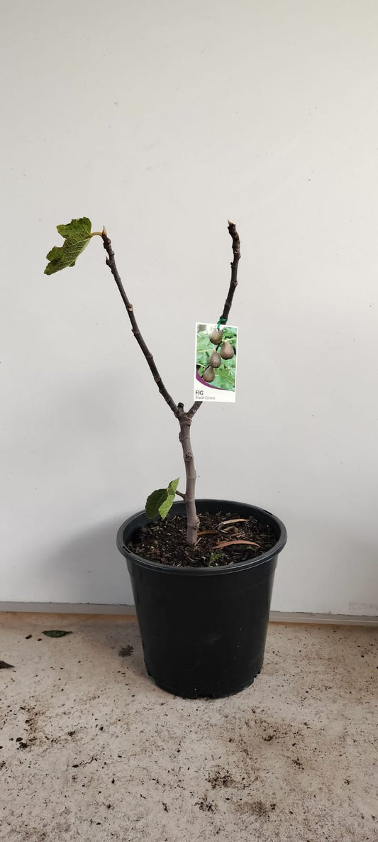 Fig Tree Black Genoa Perth