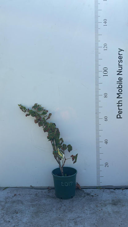 Grape Vines Fruiting