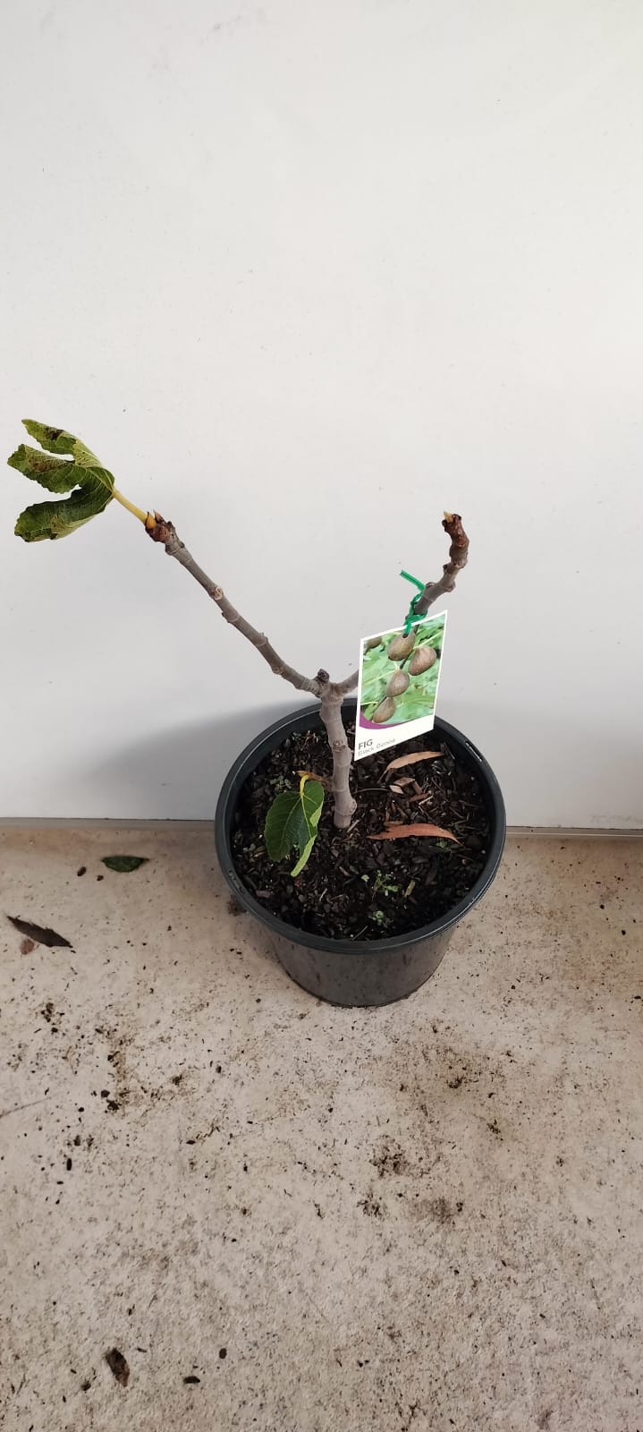 Fig Tree Black Genoa Perth