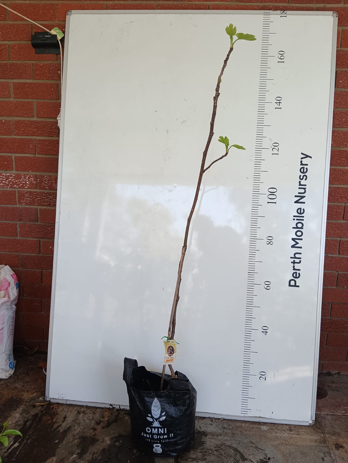 Fig Tree Brown Bell Perth