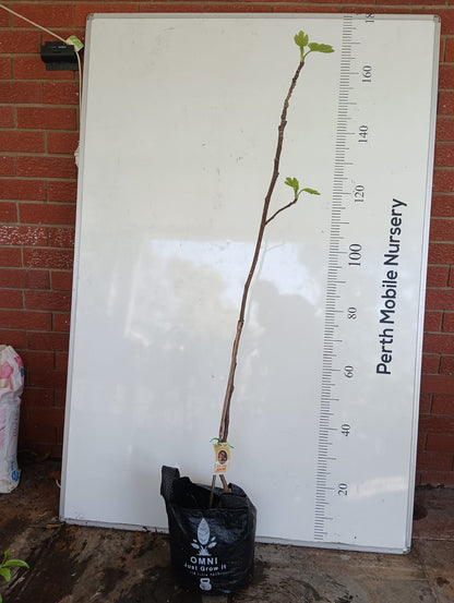 Fig Tree Brown Bell Perth