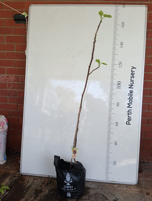 Fig Tree Brown Bell Perth