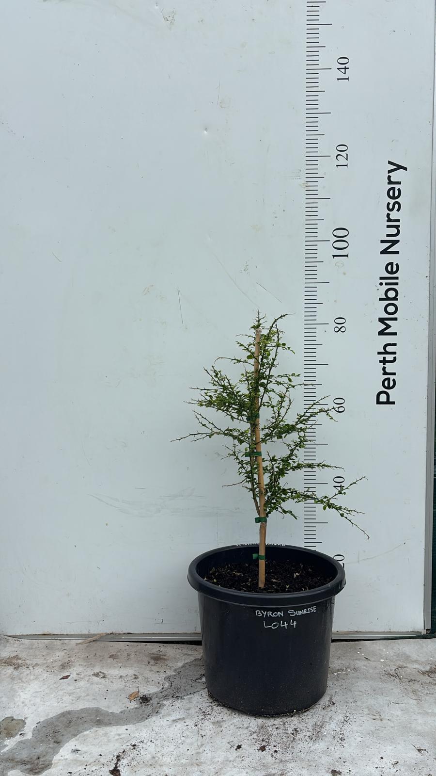 Finger Lime