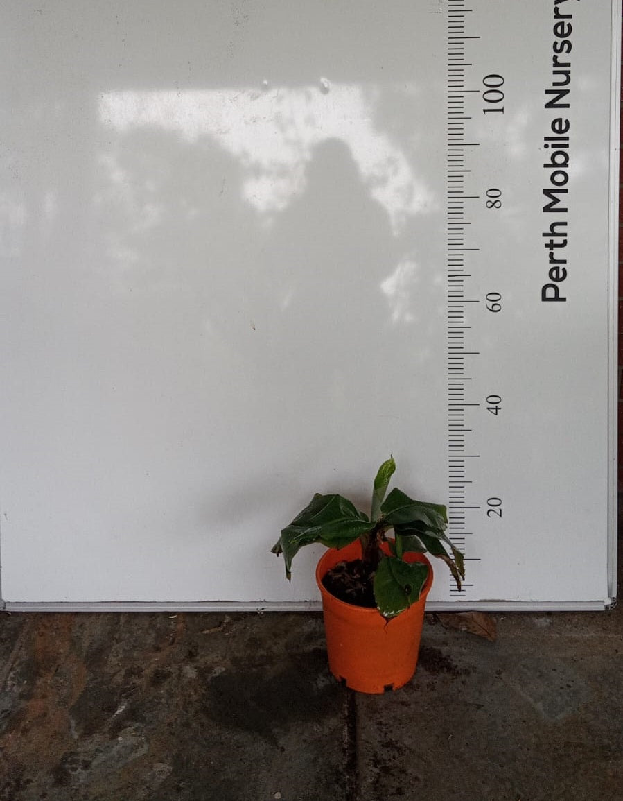 Dwarf Banana Tree Musa Nathan Perth