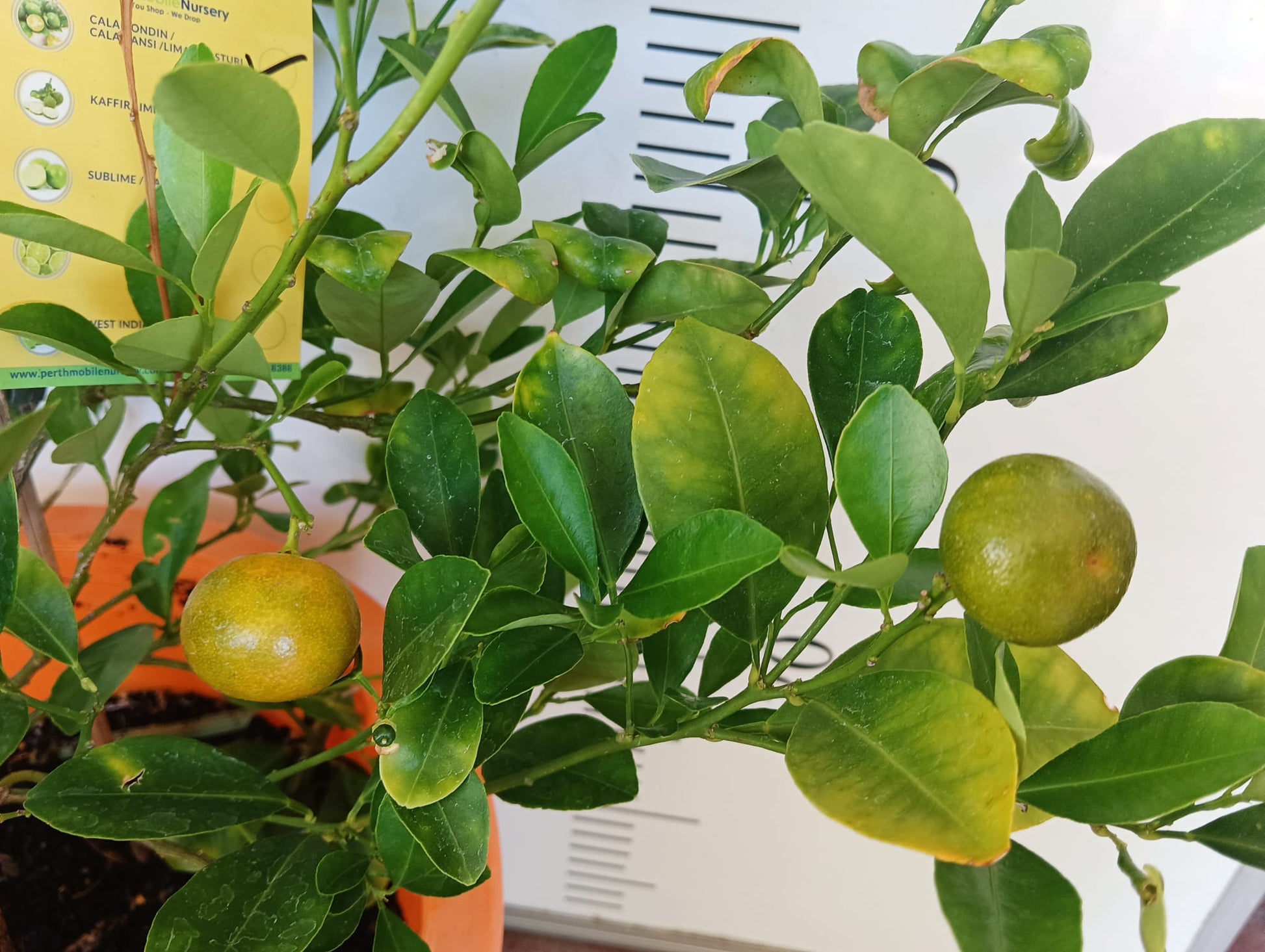 Calamansi Calamondin Perth