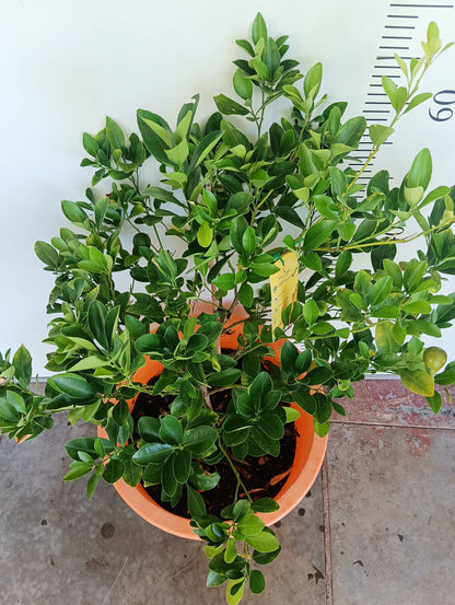Calamansi Calamondin Perth