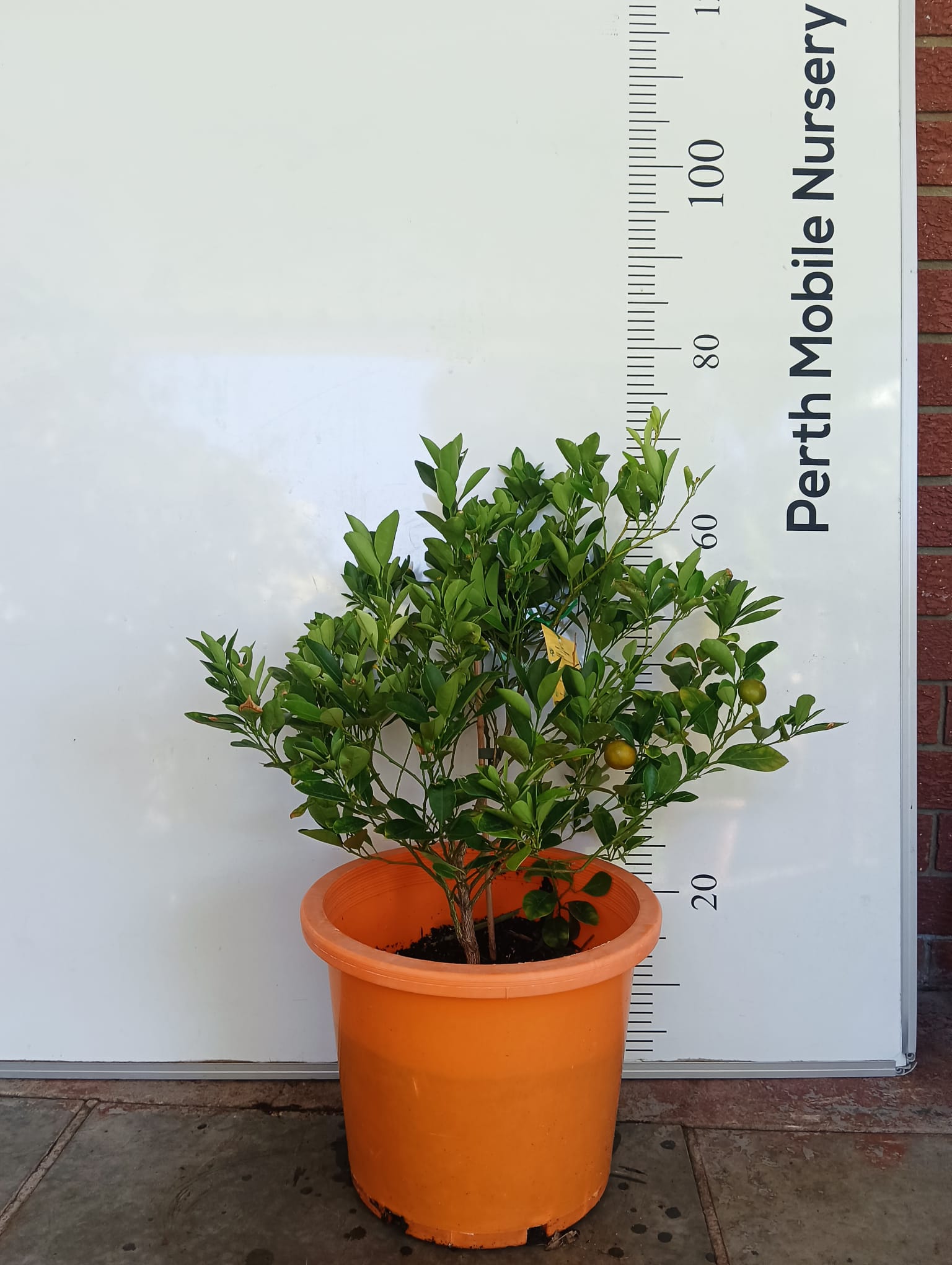 Calamansi Calamondin Perth