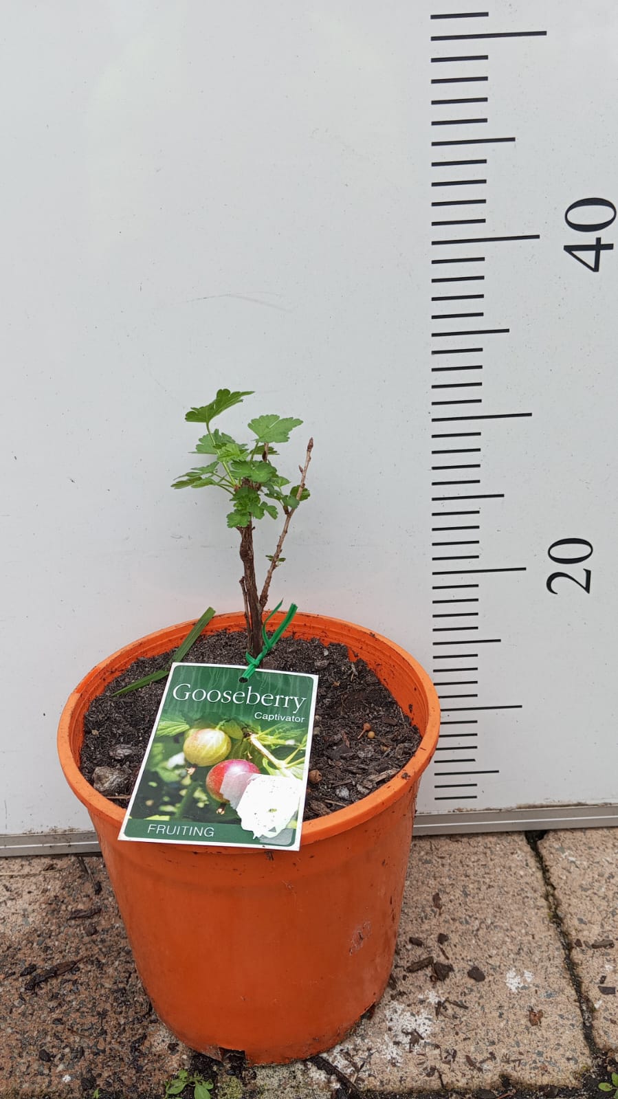 Gooseberry Captivator Perth