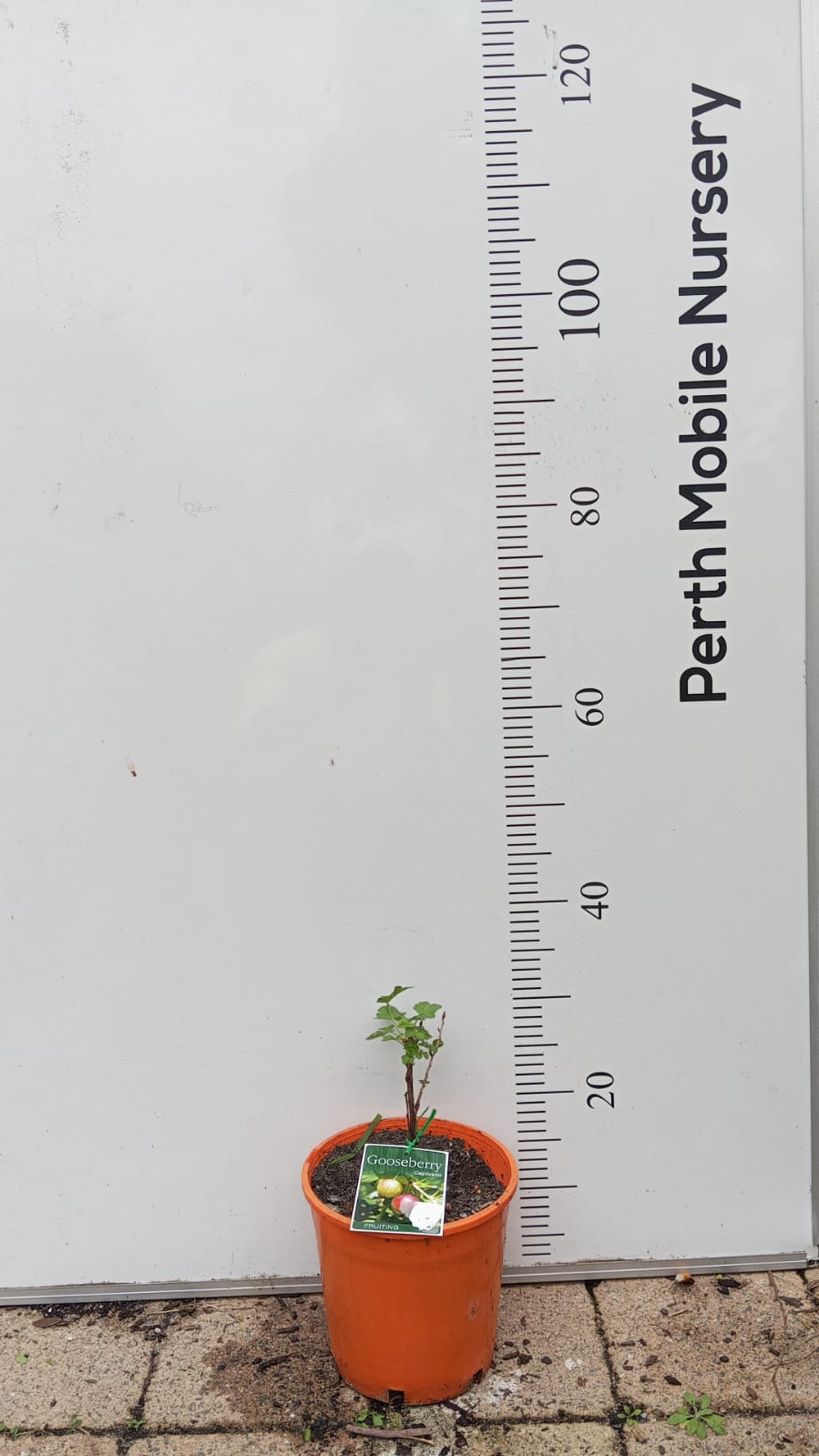 Gooseberry Captivator Perth