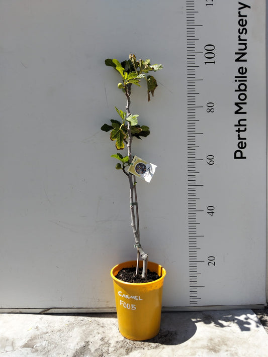 Carmel Fig Tree