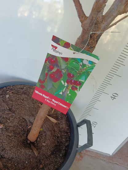 Cherry Tree 2 way