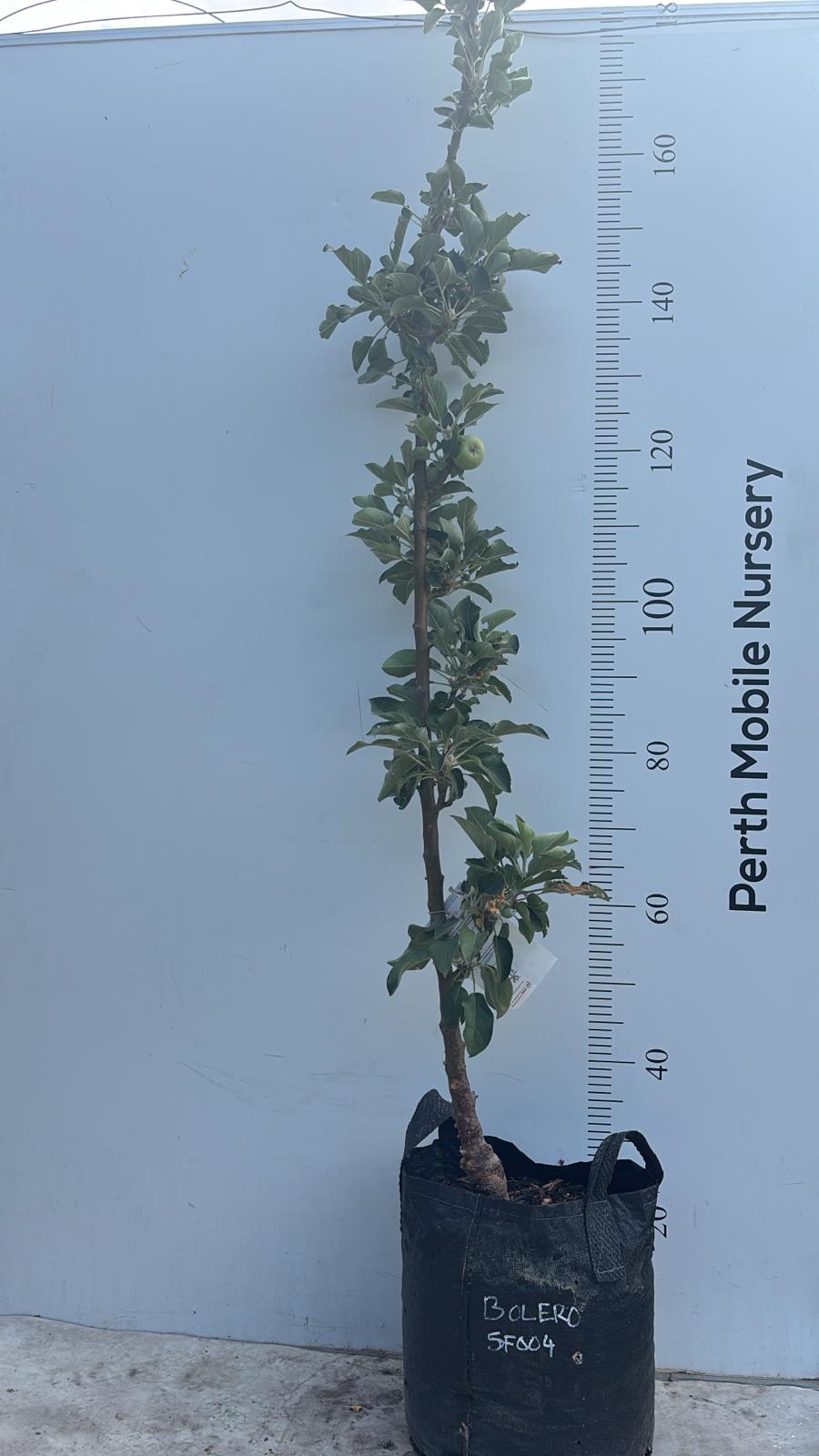 Ballerina Columnar Apple Tree