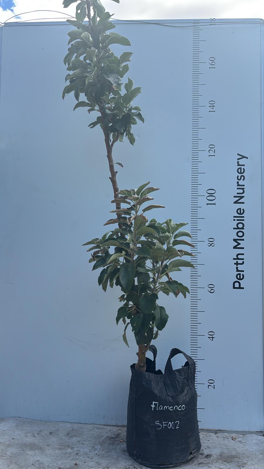 Ballerina Columnar Apple Tree