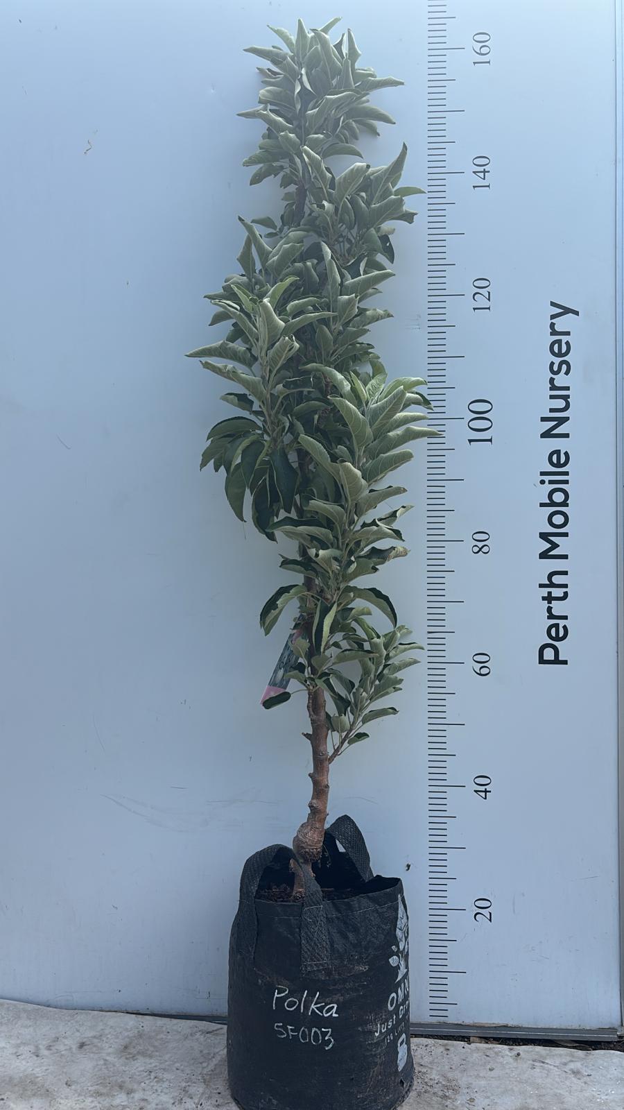 Ballerina Columnar Apple Tree