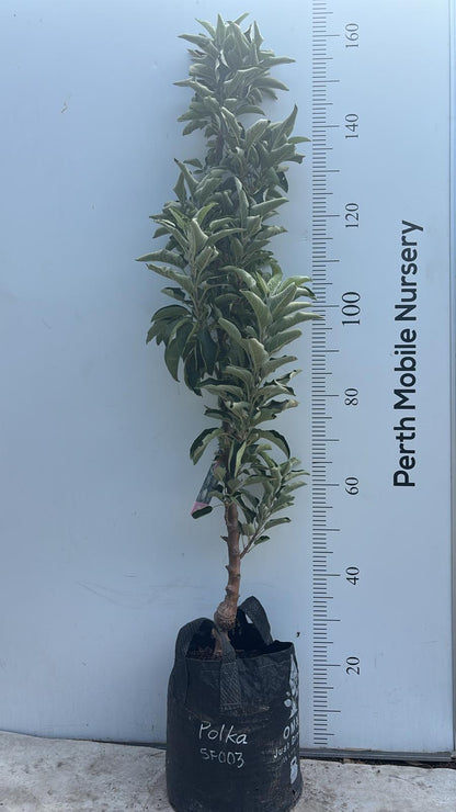 Ballerina Columnar Apple Tree