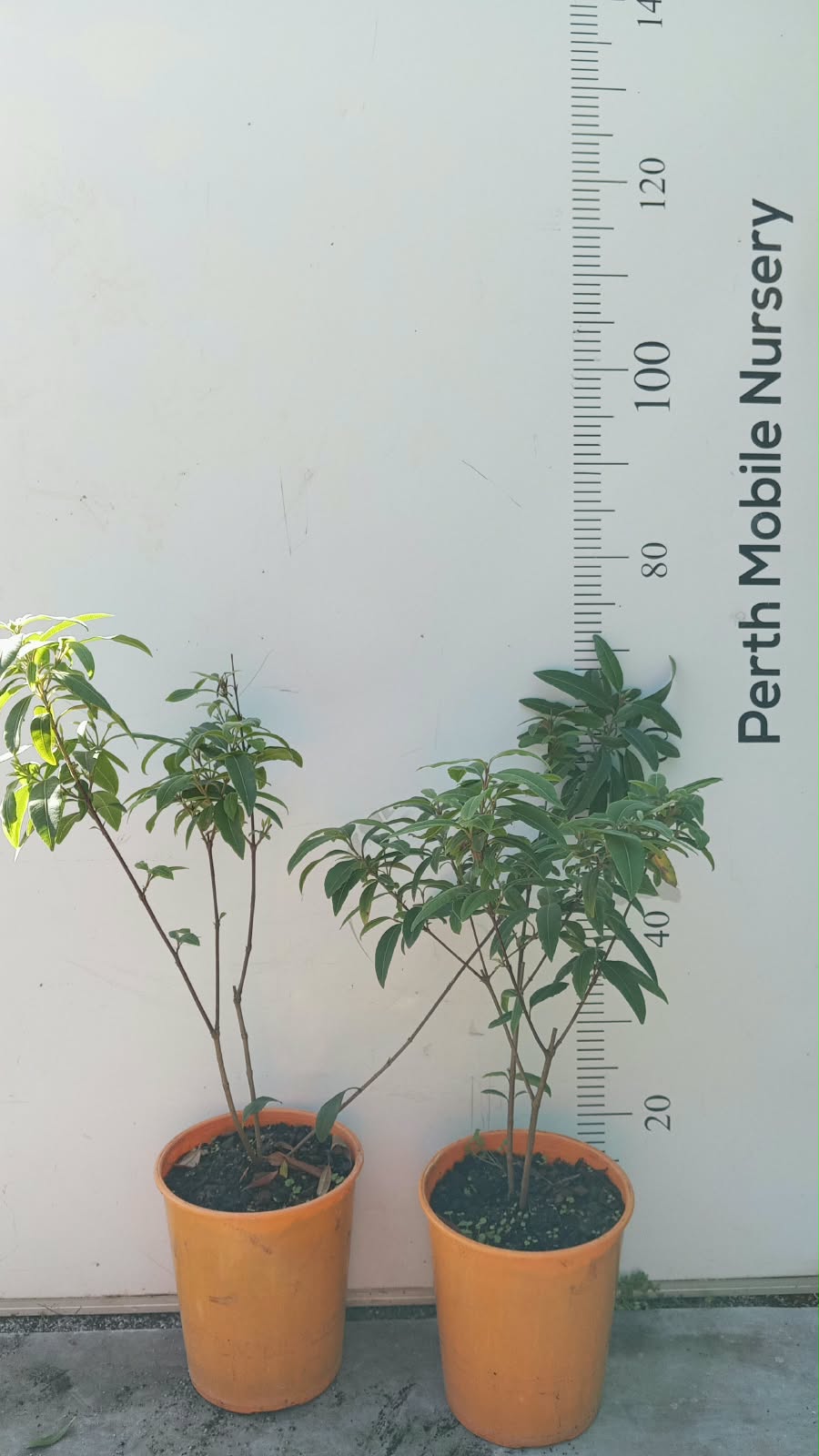 Lemon Myrtle (Backhousia citriodora) Plant