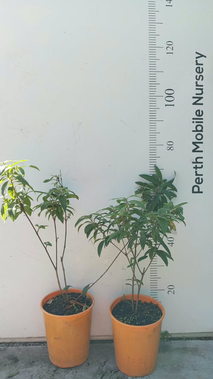 Lemon Myrtle (Backhousia citriodora) Plant