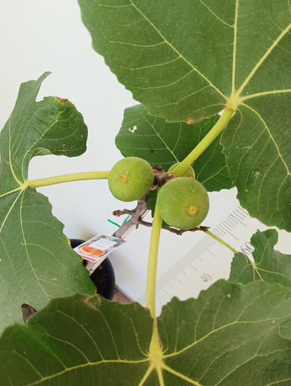 St Dominique Fig Perth