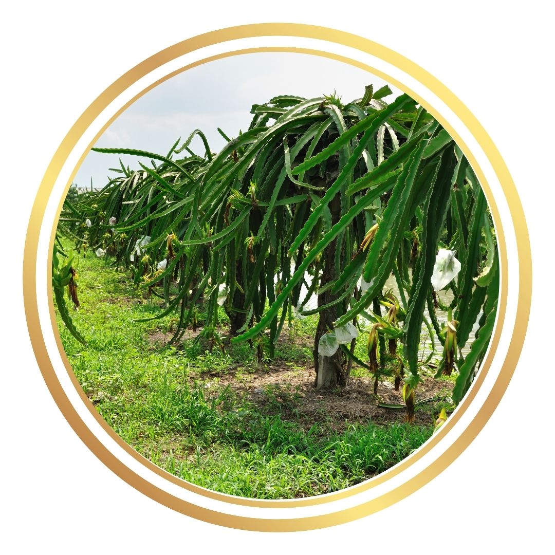 dragon fruit stand Perth