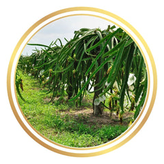 Dragon Fruit Support Stand