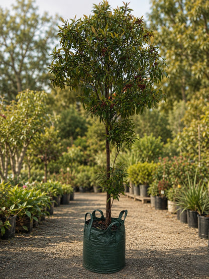 Lemon Myrtle Plant