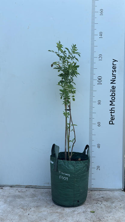 Elderberry Sambucus Fruit Tree
