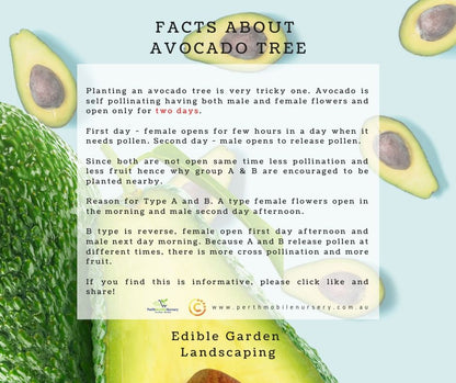 Avocado Fruit Tree