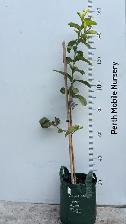 Hawaiian Pink Guava Fruit Tree