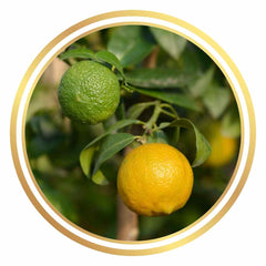 Kusaie Micronesian Lime