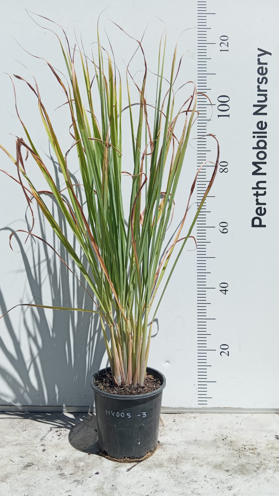 Herbs Plant Lemongrass