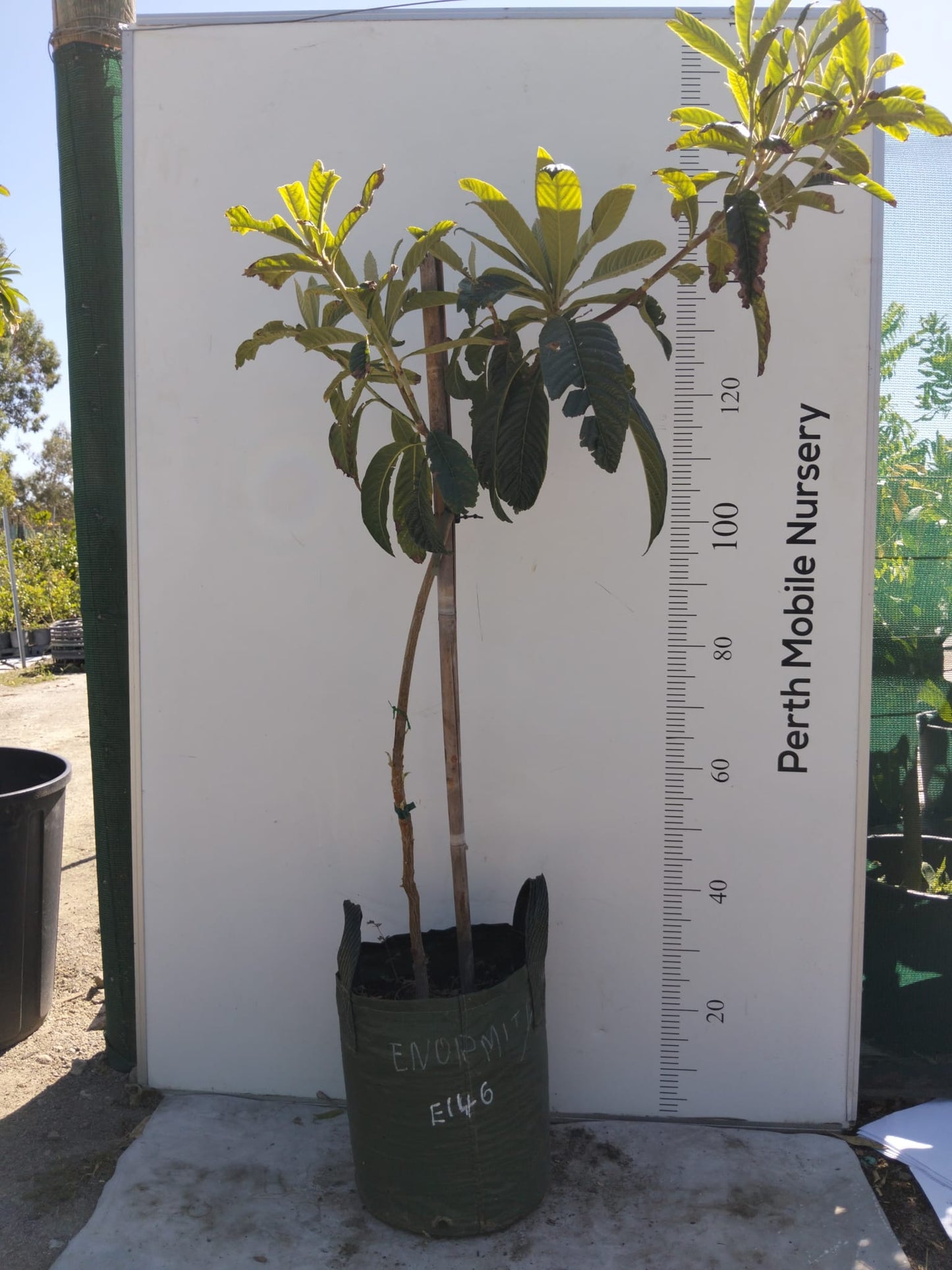 Loquat Tree Grafted