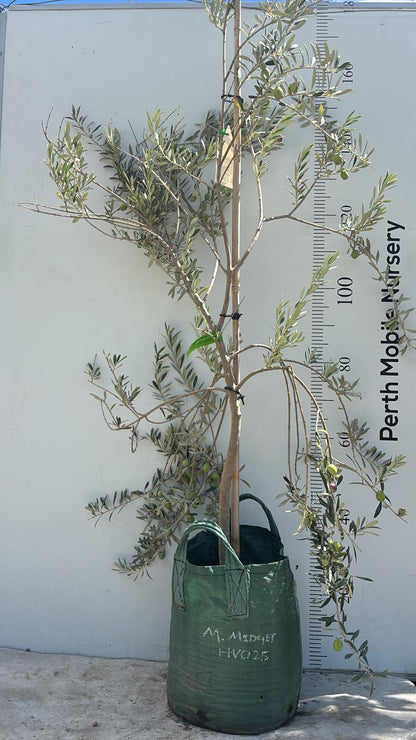 Olive Tree