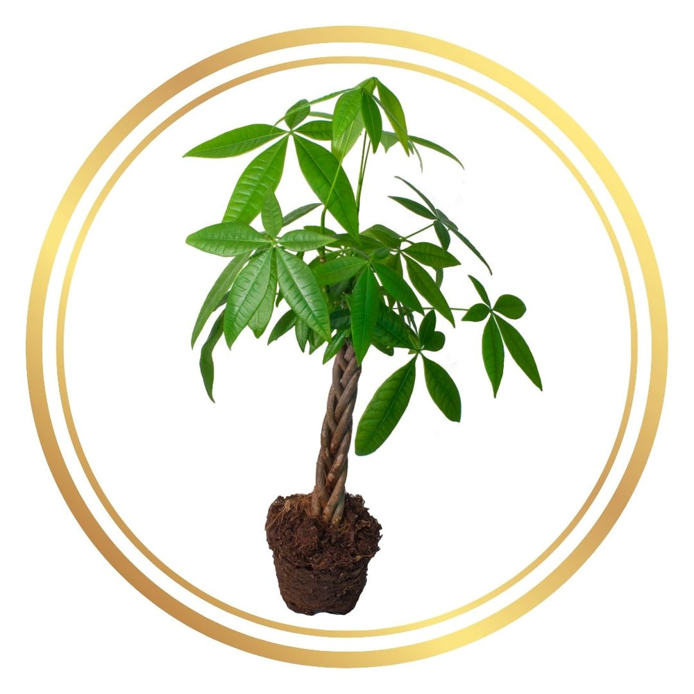 Pachira Aquatica (Money Tree)