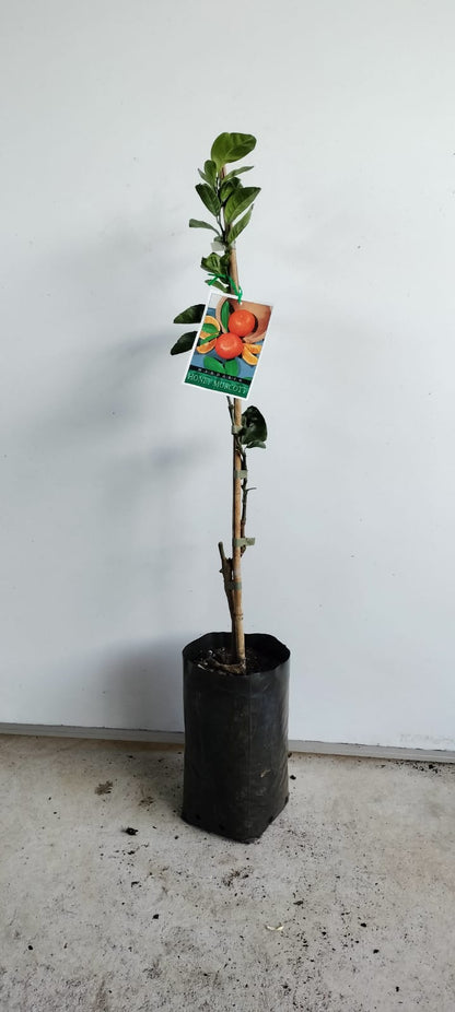 Honey Murcott Mandarin Perth