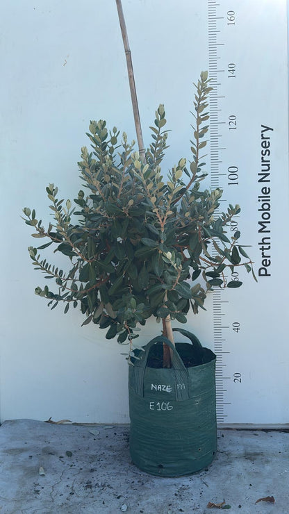Fruit Tree Feijoa