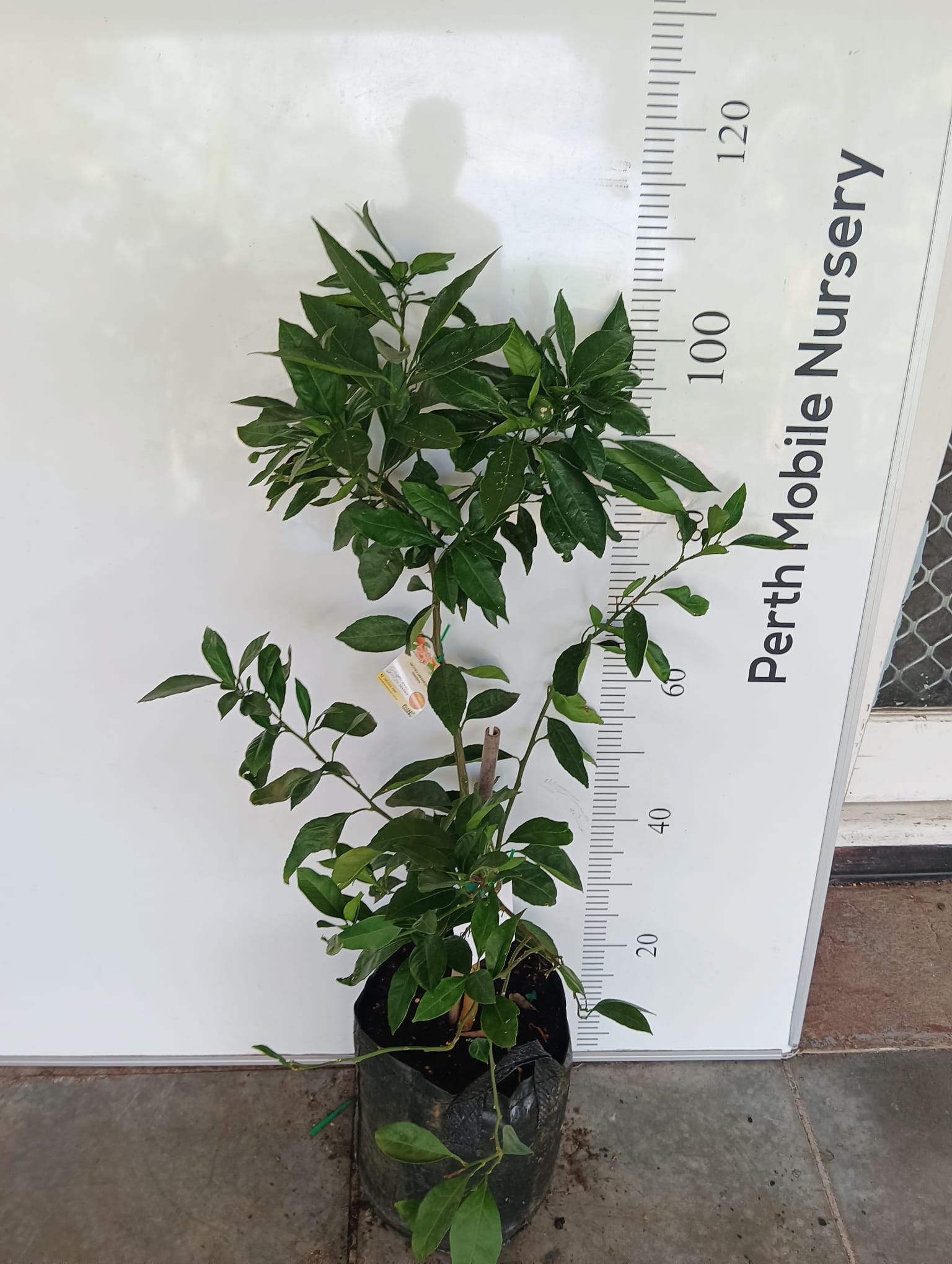 Semi Dwarf Okitsu Japanese Mandarin Fruit Tree