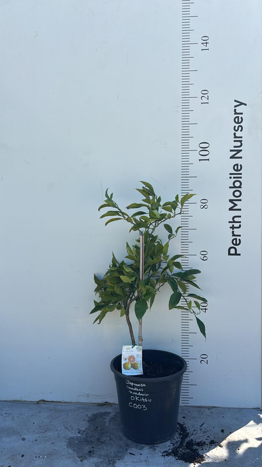 Semi Dwarf Okitsu Japanese Mandarin Fruit Tree
