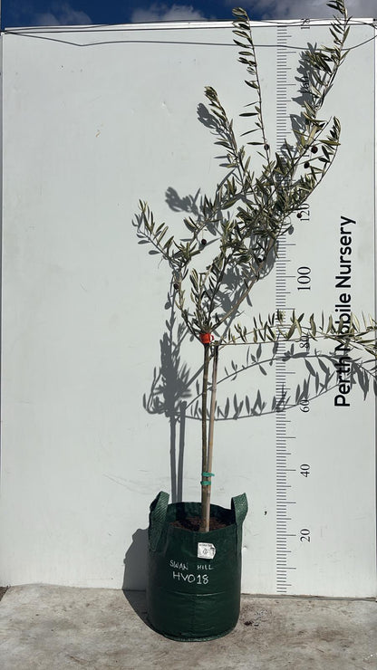 Olive Tree