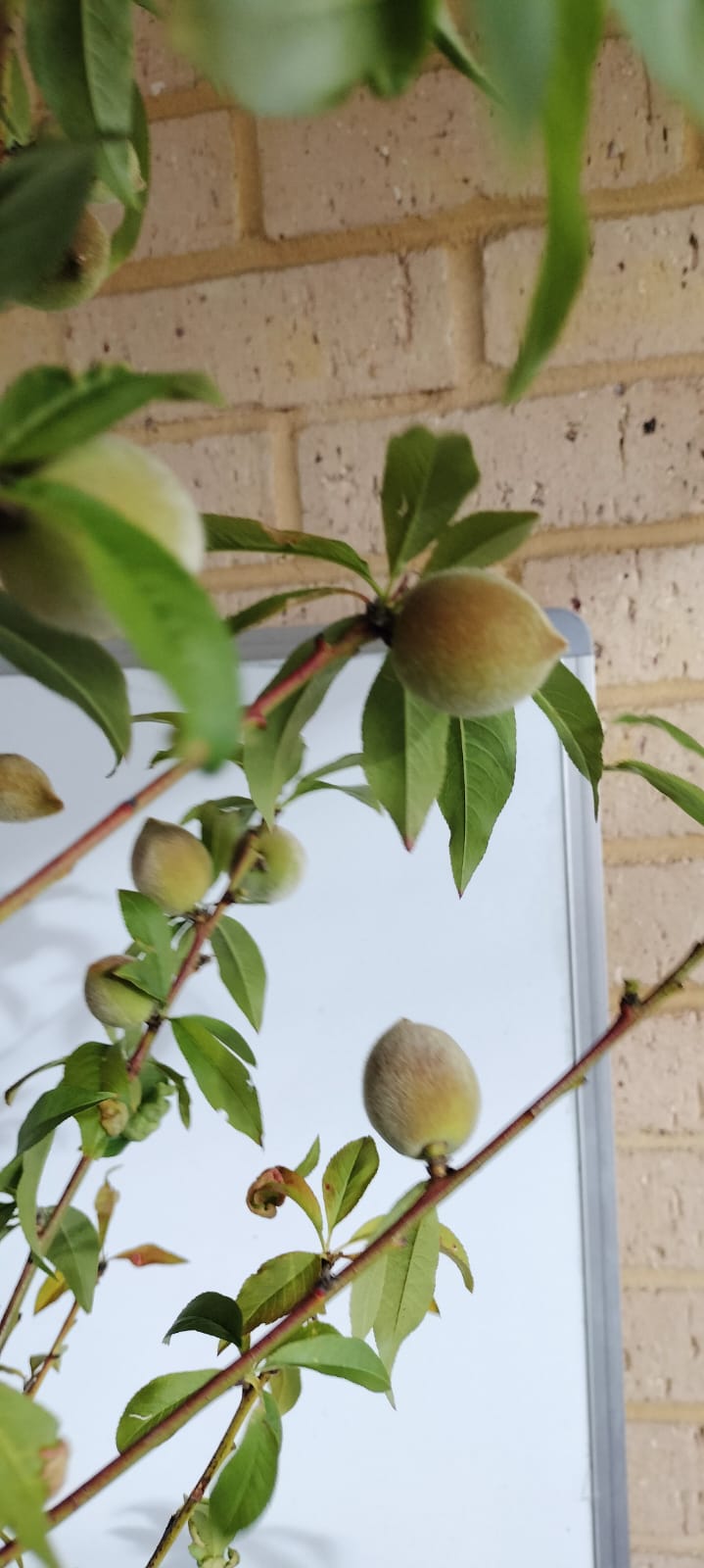 Peach Tree - 2 Way Grafted Jewel and Tasty Zee Perth
